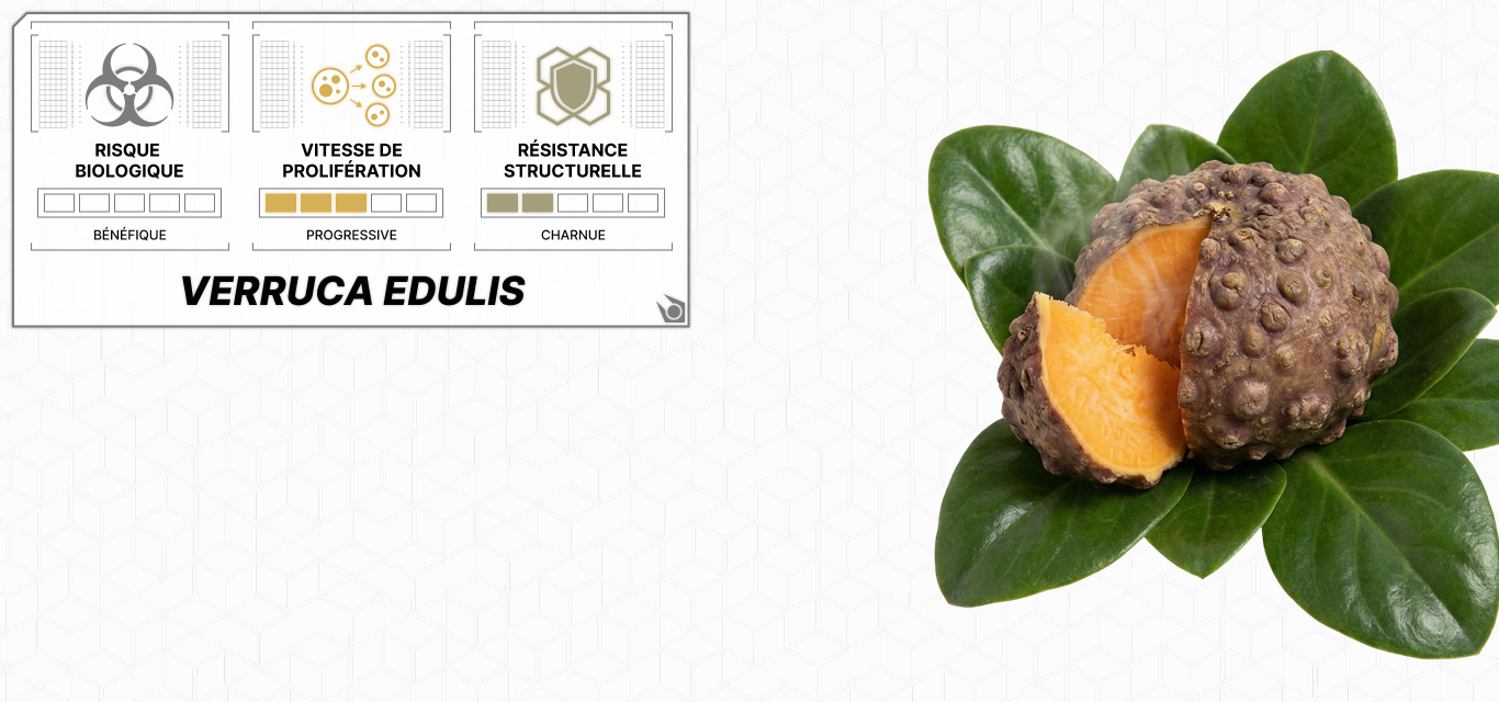VerrucaEdulis.png